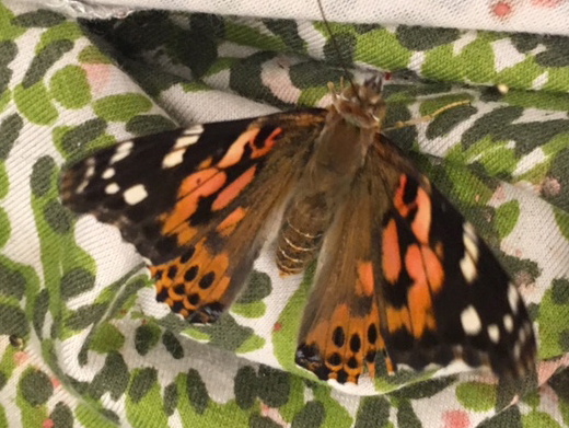 Painted Lady Butterflies to Be Released in Courtyard