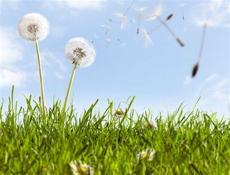 Seasonal Allergies: A Spring Epidemic