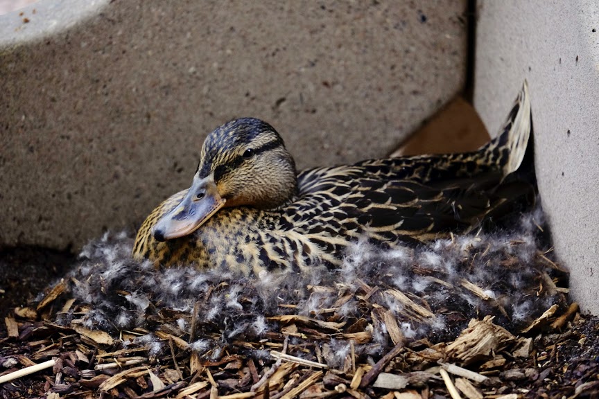 Mallard nesting in the Pitt. 

Photo courtesy of Ella Herman