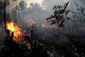 Devastating Fires Rip Through the Amazon