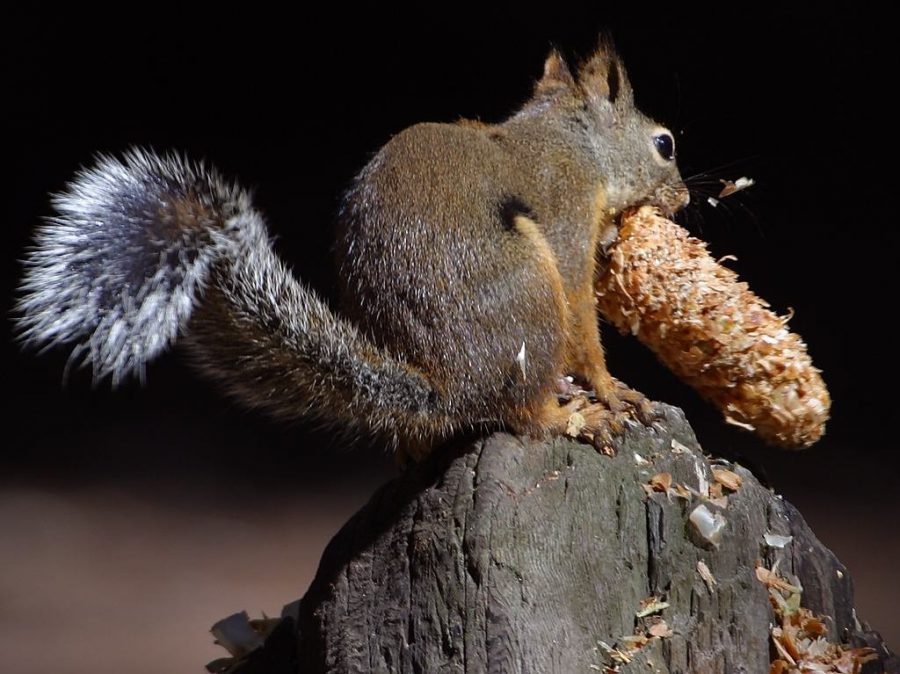 Free image/jpeg, Resolution: 1024x767, File size: 140Kb, striking squirrel chipmunk