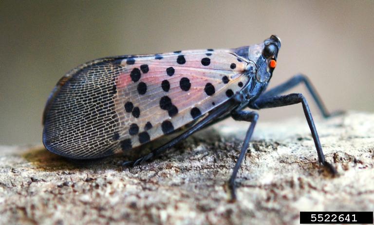 Spotted lanternfly. Photo: Creative Commons