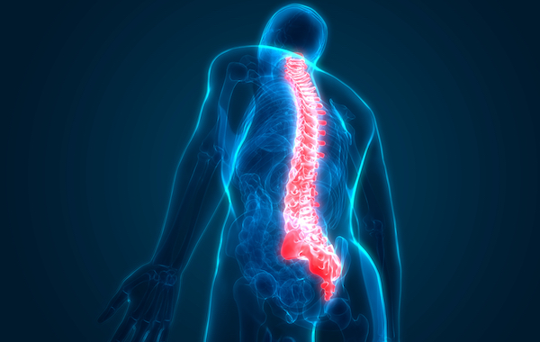 3D Illustration of Human Vertebral Column Anatomy