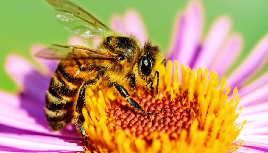 The Stinging Truth of Dwindling Bee Populations