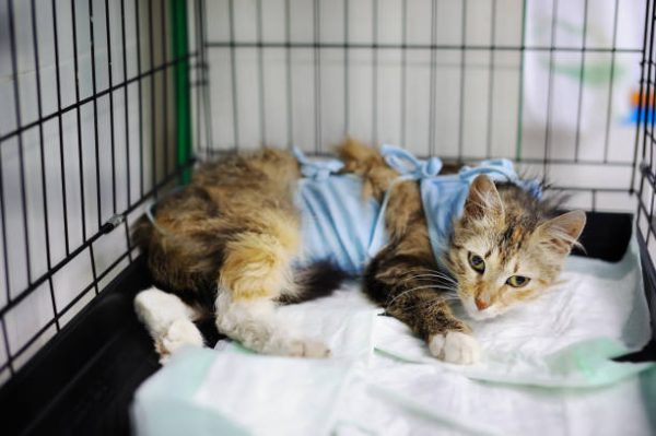 20 Cats Rescued From Unsanitary Apartment In Monmouth County