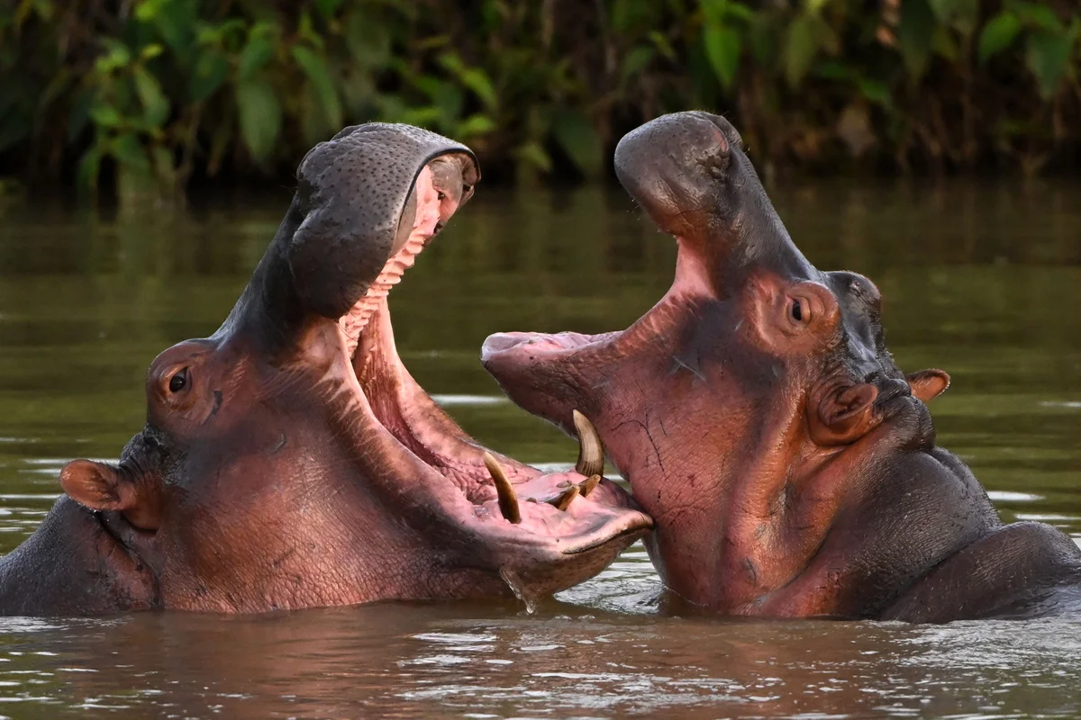 Colombia’s cocaine hippos are the largest invasive animals in the world.
