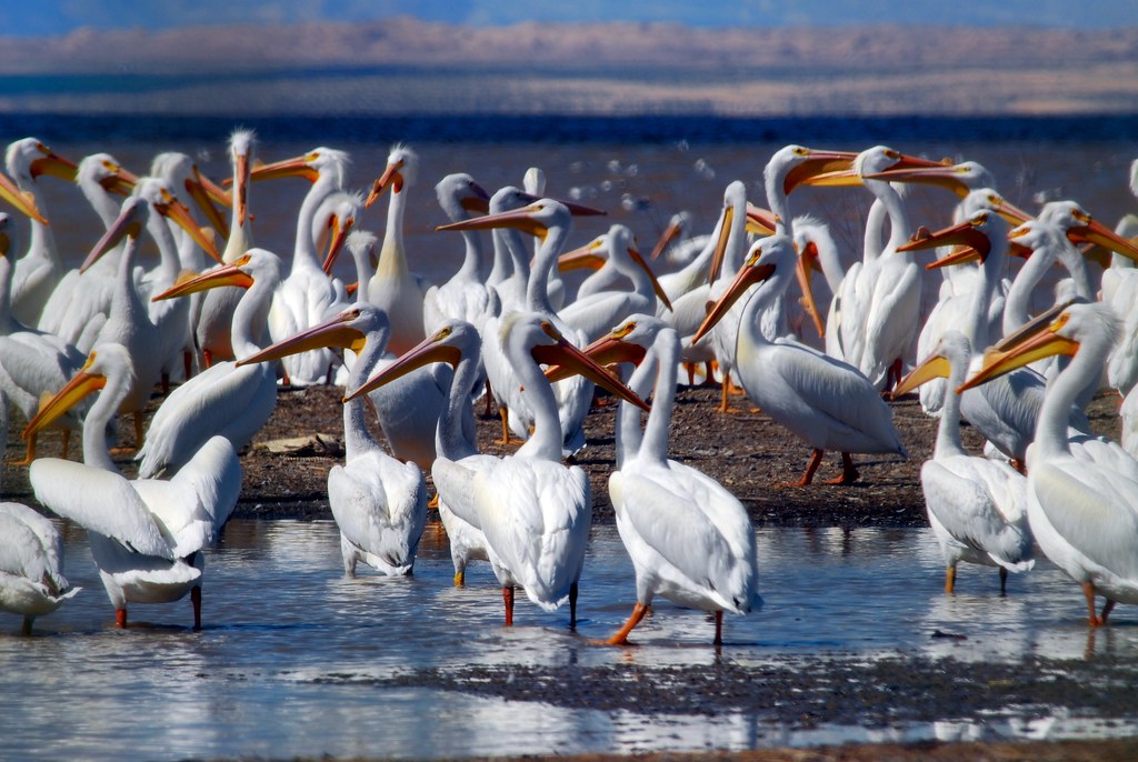 The white pelican, a migratory bird species (from Flickr)