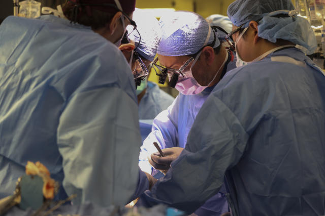 Surgeons Successfully Transplant Pig Kidney into a Human Patient