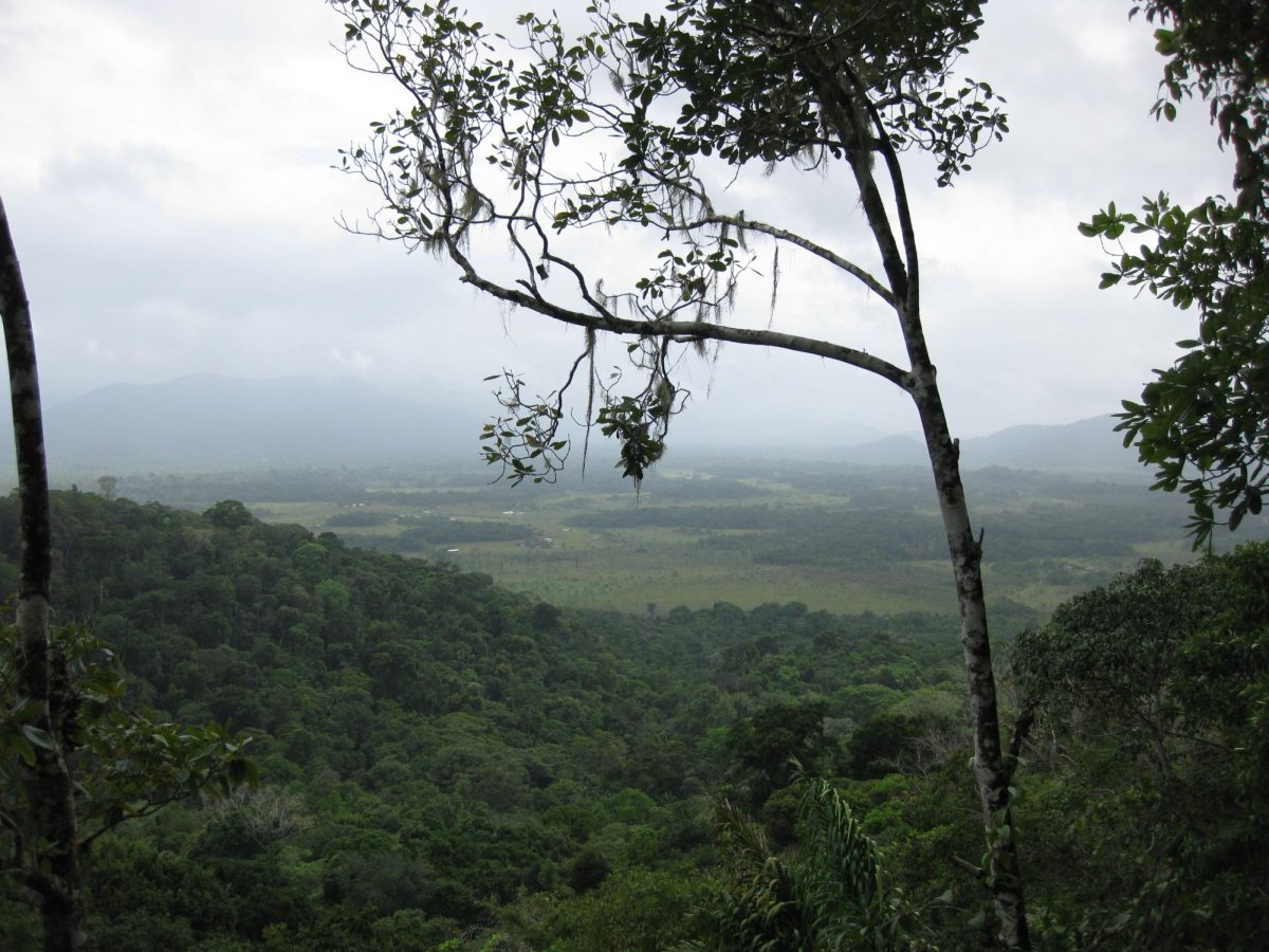Guyanas rainforest
