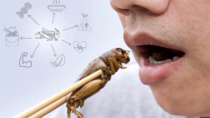 Insects: The Protein Source of the Future