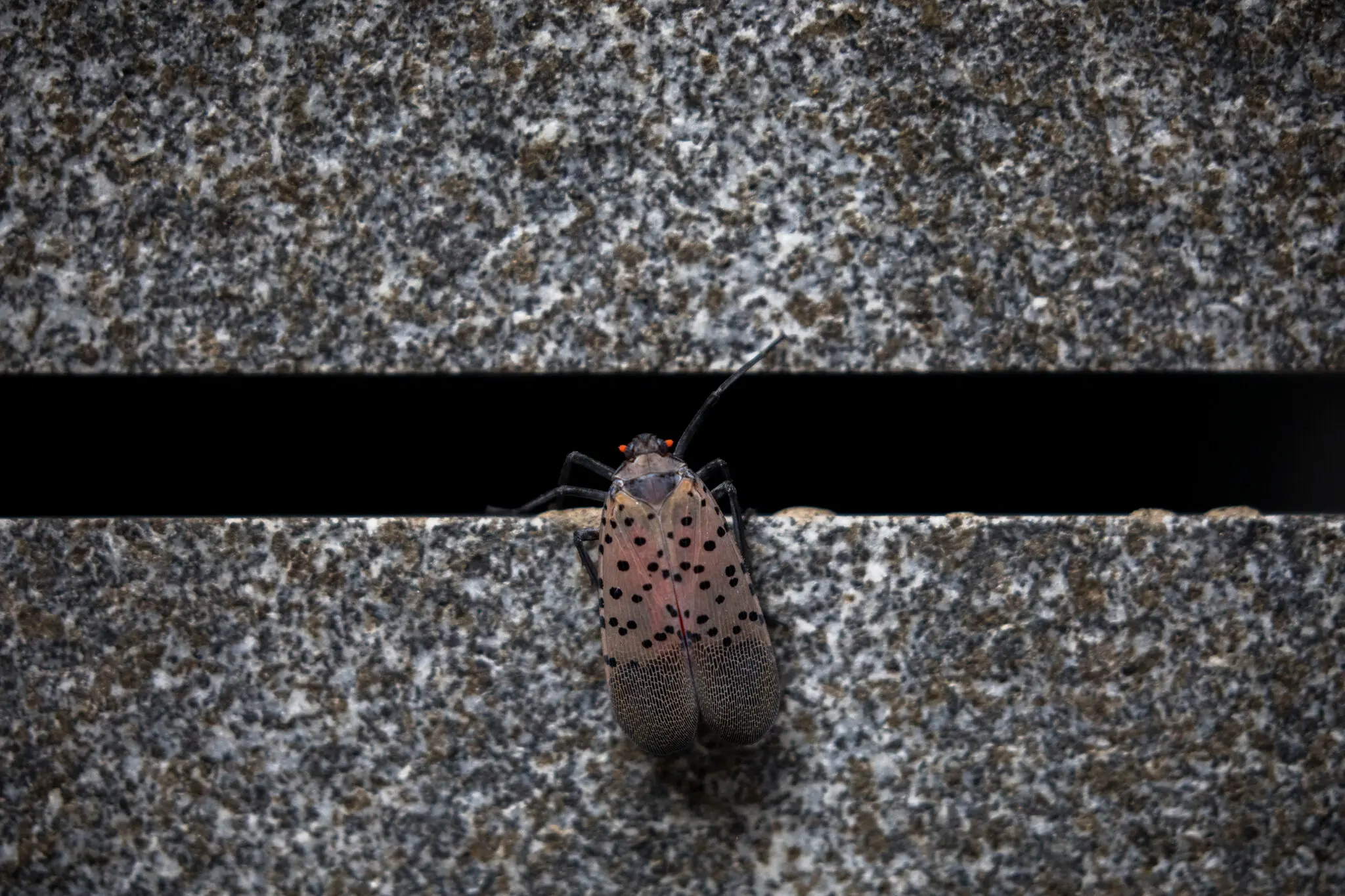 Wings Clipped: Lanternfly Population Nosedives in NYC. But Will It Last?