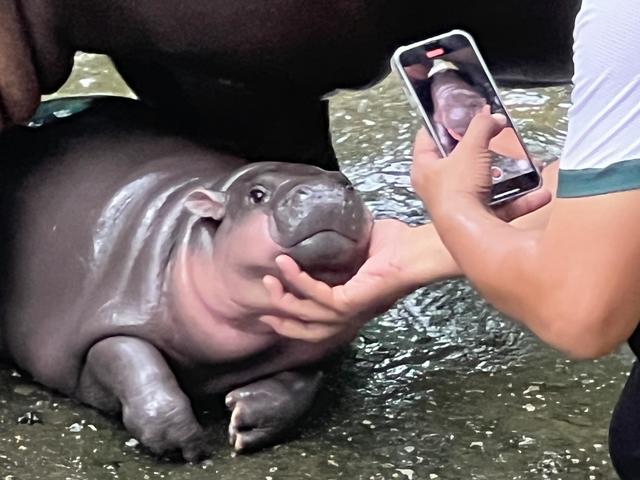 Moo Deng smiles in a video for her keeper.