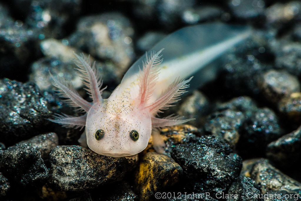 Axolotls: Could They Be the Secret to Stopping Biological Aging in Humans?