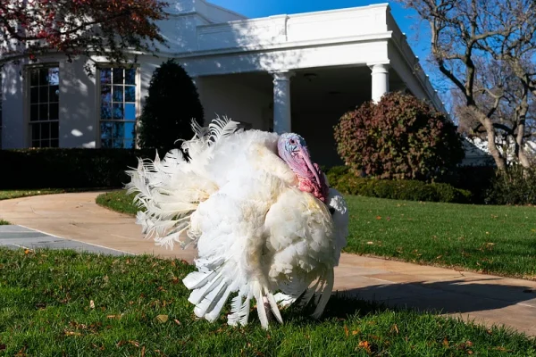 The Annual Thanksgiving Turkey Pardon