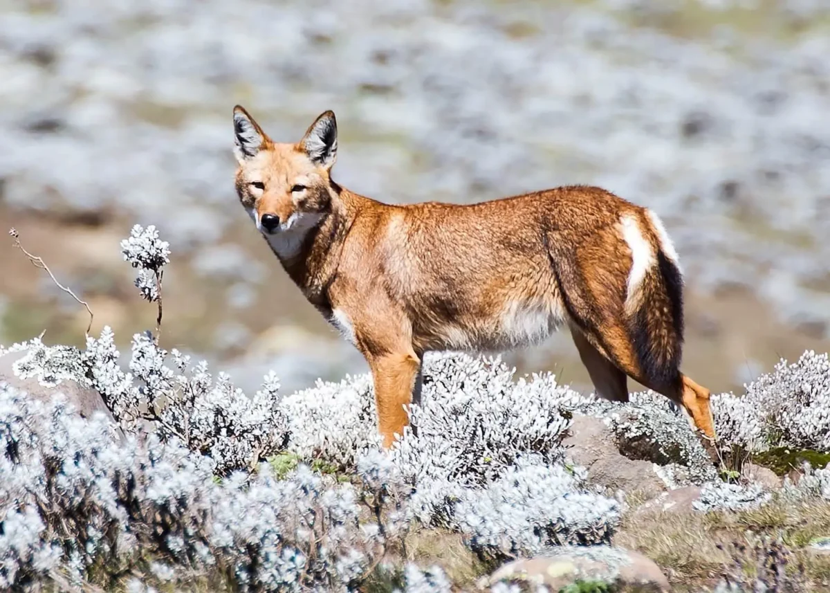 Ethiopian Wolves Surprise Scientists by Feeding on Nectar and Pollinating Flowers