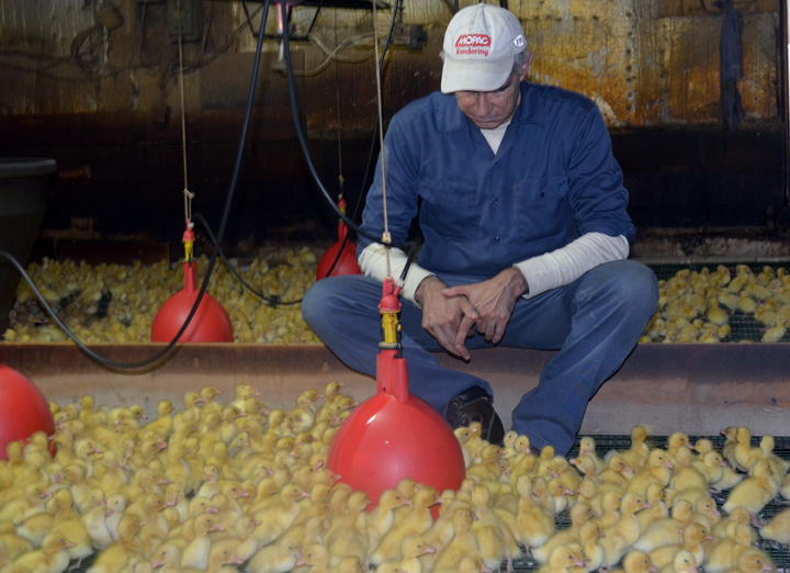 Doug Corwin, the fourth-generation owner of Crescent Duck Farms, surrounded by the ducks that have sustained his family's legacy.