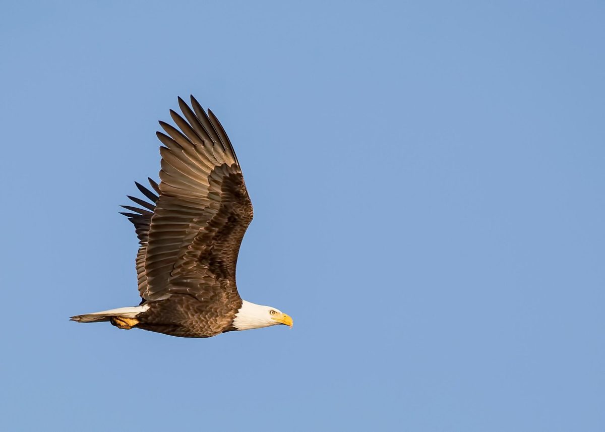 Bald Eagle Officially Declared as National Bird of the United States