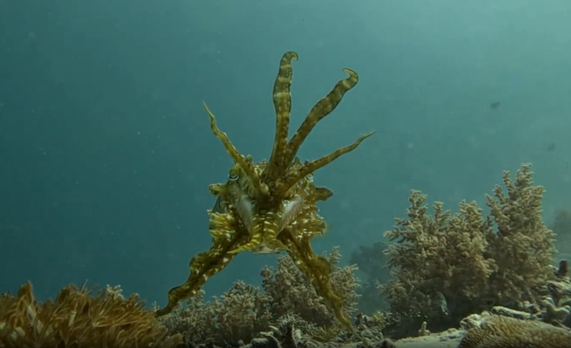 The "branching coral" technique used by cuttlefish.