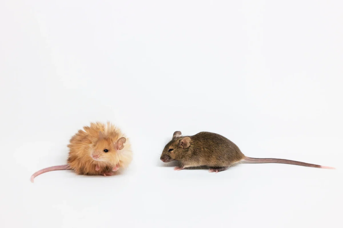 A woolly mouse next to a regular mouse. (Colossal Biosciences)