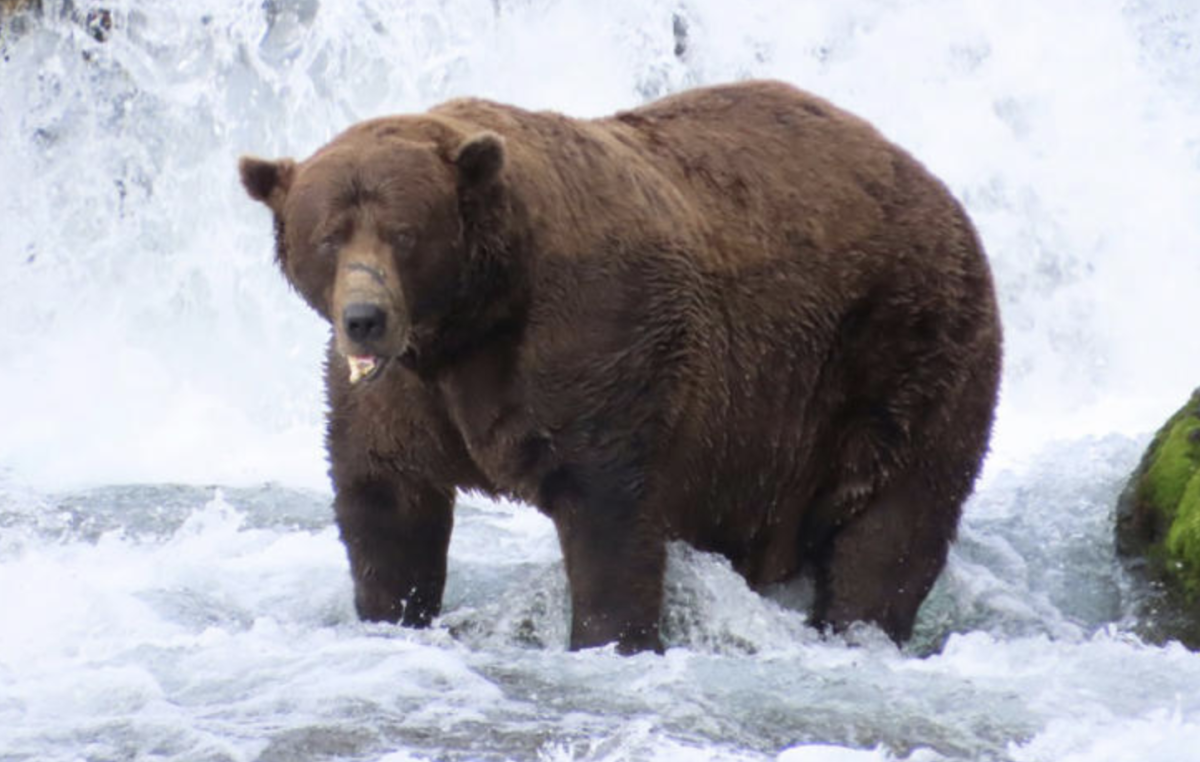 Chunk The Bear Rises Above Pain and the Past