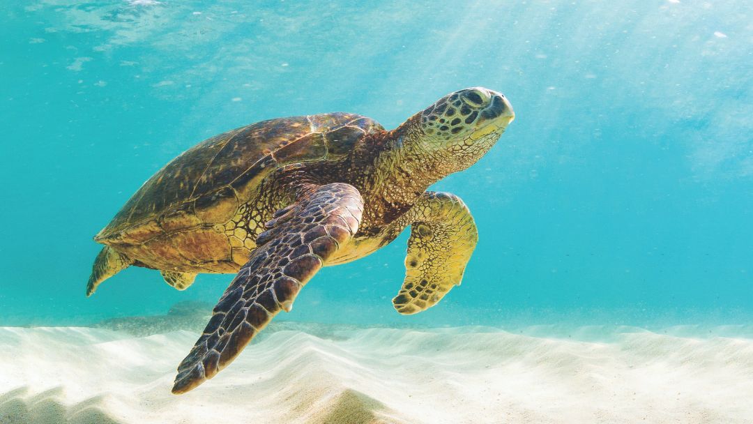 Green sea turtles have rebounded after decades of decline thanks to global protection efforts.
Photo Credit: Roboflow Universe