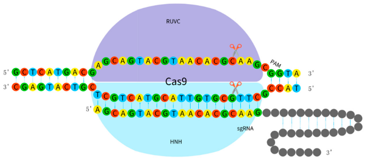 Diagram of the process of gene editing through CRISPR-Cas9