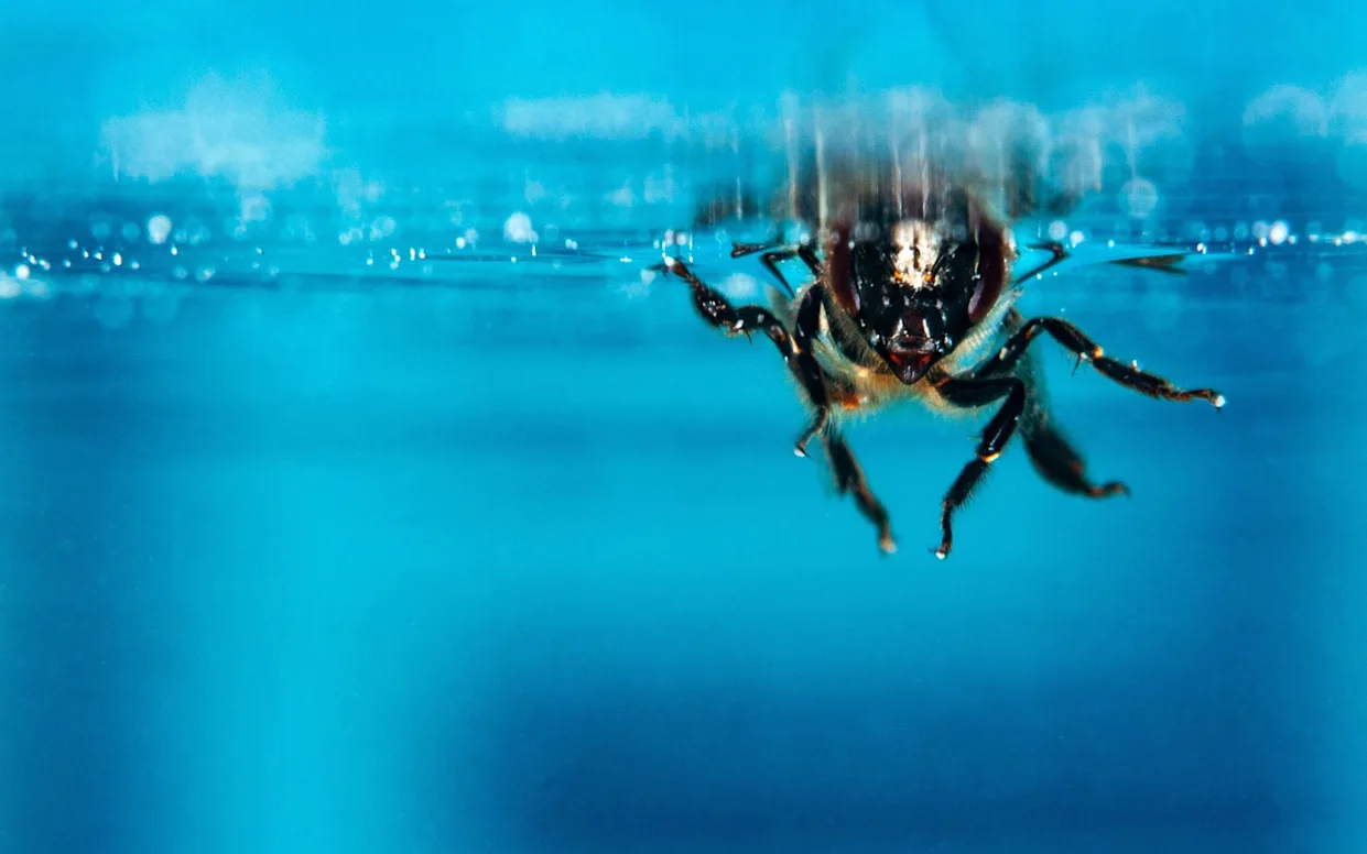 Hidden Science Reveals How Bumblebees Breathe Underwater